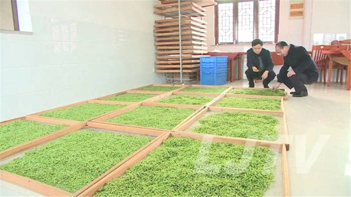 有关于茶乡美如画！安徽庐江10万亩春茶开采！的消息(6)
