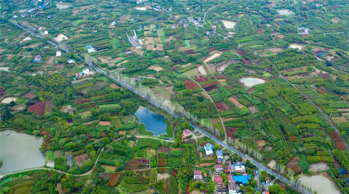 关于湖北周巷：提升产能，推动茶叶高质量发展！的消息