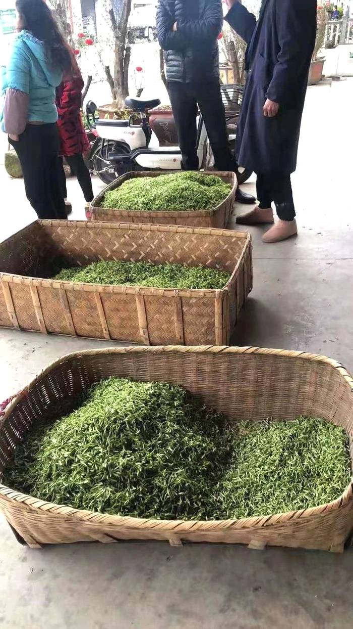 有关于抱云轩之历口茶区，2021年红旗一号毛峰已经上市的热门信息(1)