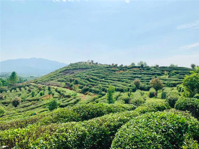 关于春茶采摘正当时,孝昌这位国家级农业专家来支招!的热门消息