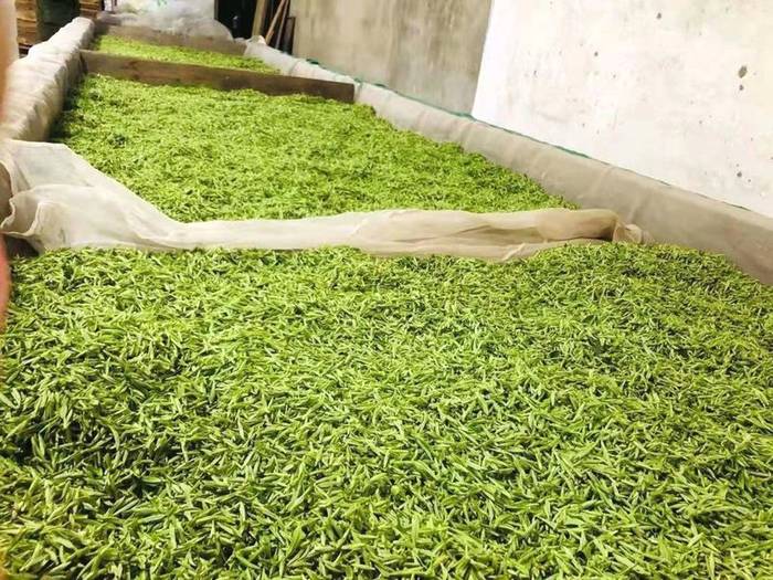 有关于抱云轩之历口茶区，2021年红旗一号毛峰已经上市的热门信息(2)