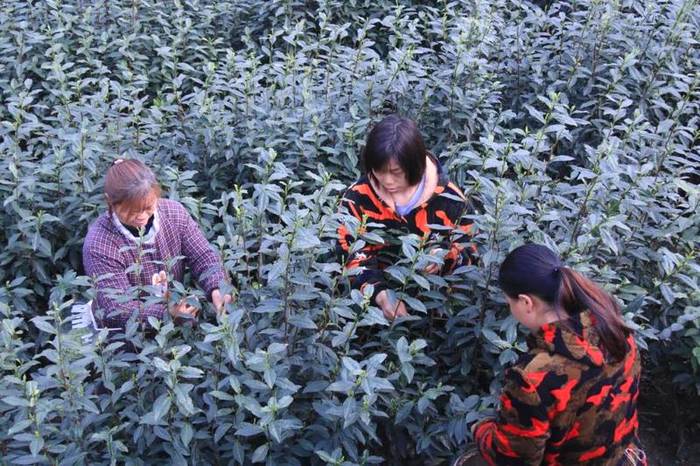 关于沐溪镇采摘生产茶事忙,今年春茶要“管钱”的最新消息(3)