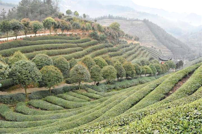 关于浙江武义：青山绿水环抱下的智能“茶叶经” 的信息