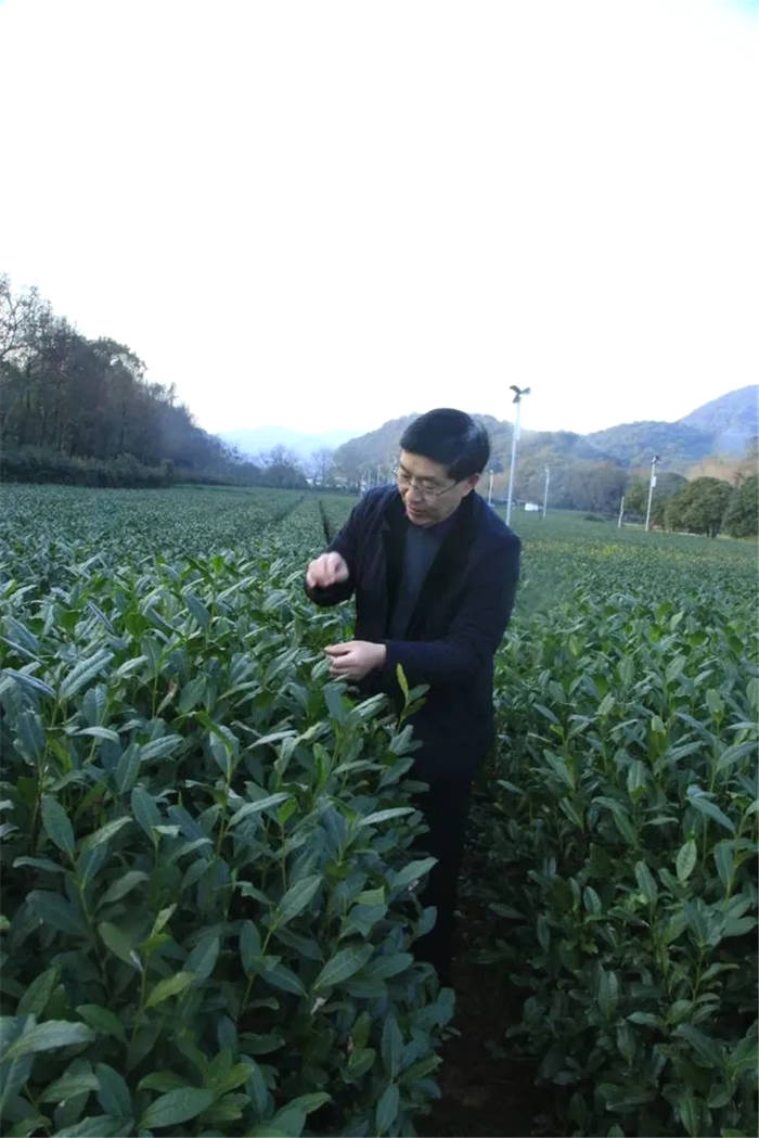 有关于重要公告｜中国茶叶学会发布2021年十二项重点工作的最新资讯(6)