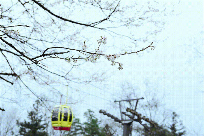 关于打卡4000亩蒙顶山茶核心区保护茶园，赏千亩山茶花园！的新闻(2)