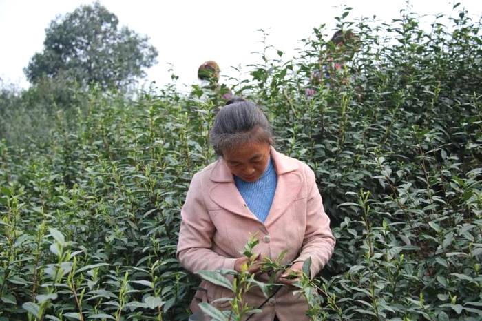 关于沐溪镇采摘生产茶事忙,今年春茶要“管钱”的最新消息(7)