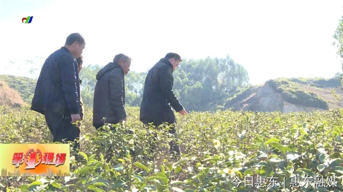 关于惠州多祝百户田村：村民纷纷返乡种茶 守好绿水青山的热门新闻(2)