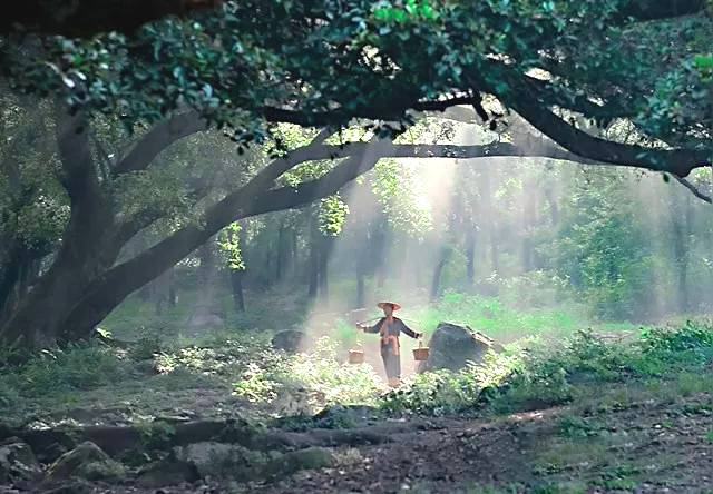 关于2021年长三角春茶茶情通报（第一期）：采摘提前的新闻