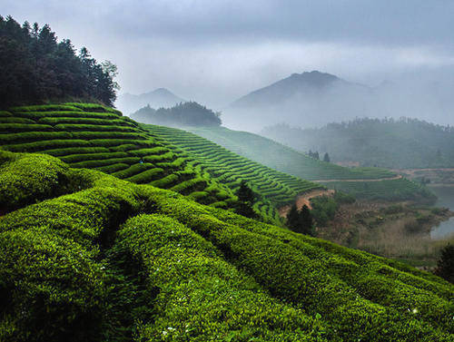 有关于安徽省2020年年茶叶出口实现“量值价”三增的热门消息