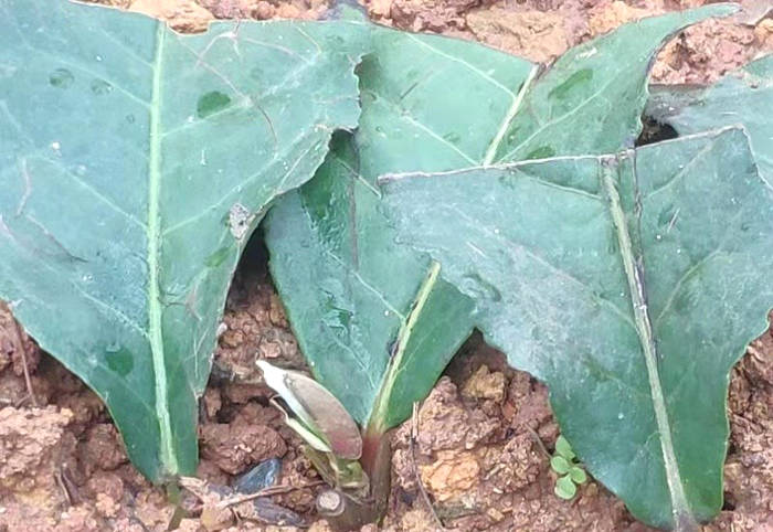 关于清远市农村农业局领导考察怡品茗清远红茶优势产业园龙华建设项目的最新消息