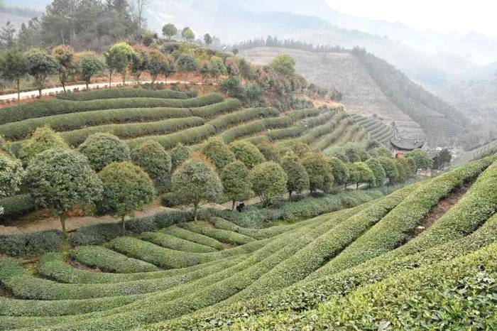 有关于浙江更香有机茶：青山绿水环抱下的智能“茶叶经”的新闻
