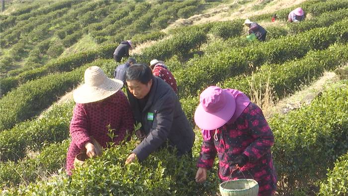 关于春茶采摘正当时,孝昌这位国家级农业专家来支招!的热门消息(10)