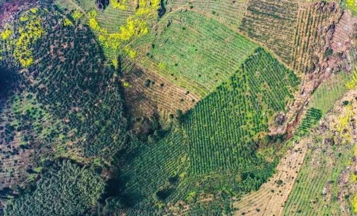 关于沐溪镇采摘生产茶事忙,今年春茶要“管钱”的最新消息(5)