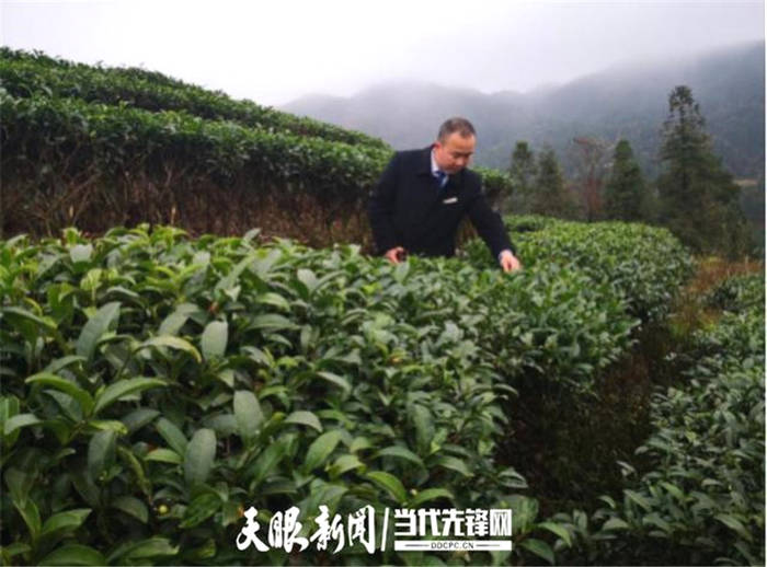 关于贵州黎平：地坪支行支持农民种植茶叶取得实效的最新消息