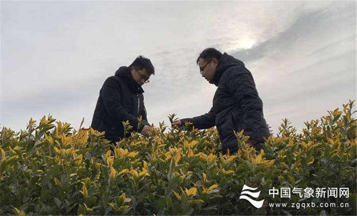 关于安徽郎溪：开展黄茶种植基地服务需求专题调研的消息