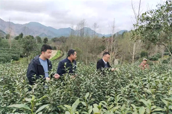 有关于开化县农业农村局深入一线指导 为春茶产销两旺保驾护航的信息(2)
