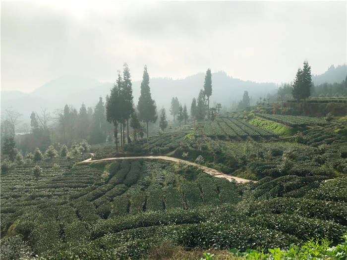 有关于高质量推动四川荥经县现代茶产业园区建设的热门新闻(4)