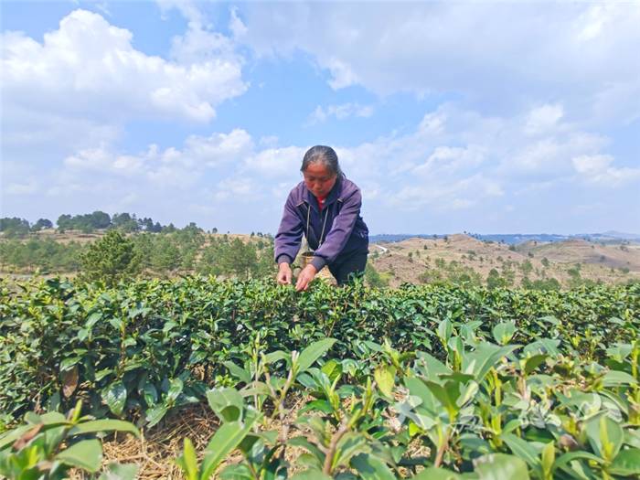 有关于贵州上司镇独山：春茶发新芽，群众采摘忙的新闻