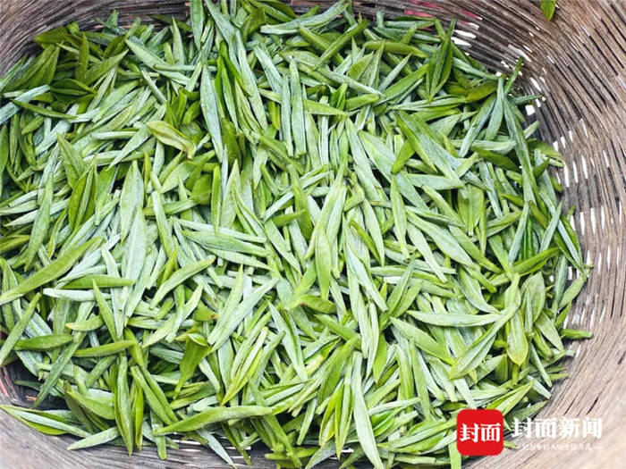 有关于从一芽春茶到20万亩茶园 四川荣县茶产业步入“黄金时代”的信息(3)