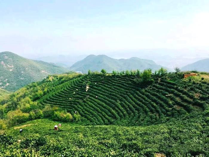 关于2021年长三角春茶茶情通报（第一期）：采摘提前的新闻(2)