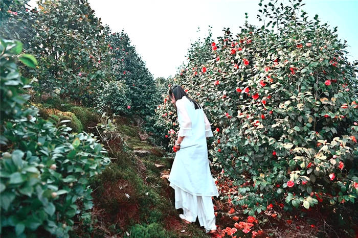 关于打卡4000亩蒙顶山茶核心区保护茶园，赏千亩山茶花园！的新闻(15)