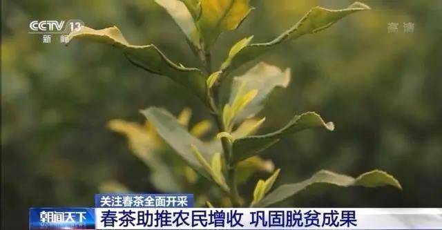 关于全国春茶全面开采:今年春茶质优价高,市场形势看好!的最新消息(2)