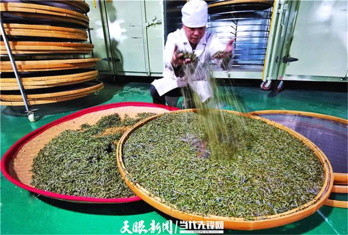 关于贵州普安高棉:万亩茶园芽争春,千里茶人来“守”茶的最新信息