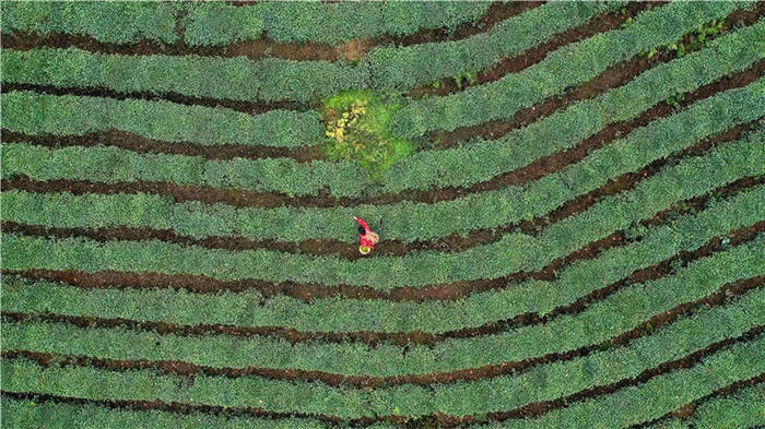 关于打卡4000亩蒙顶山茶核心区保护茶园，赏千亩山茶花园！的新闻(6)