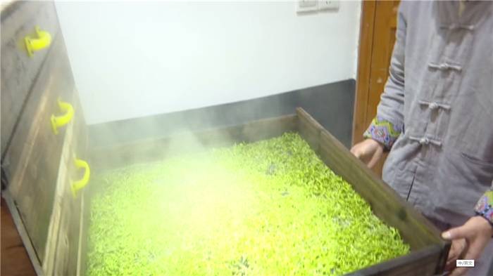 有关于第一批“ 恩施玉露”茶上市 茶企闻讯抢订的消息(2)