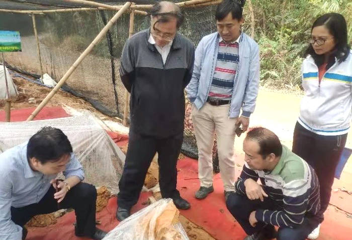 关于清远市农村农业局领导考察怡品茗清远红茶优势产业园龙华建设项目的最新消息(2)