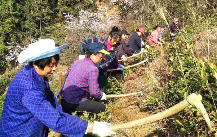 有关于安徽黟县：春茶指导正当时  农户吃上“茶叶饭”的最新消息