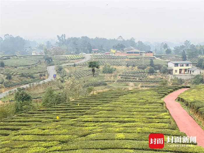 有关于从一芽春茶到20万亩茶园 四川荣县茶产业步入“黄金时代”的信息(2)