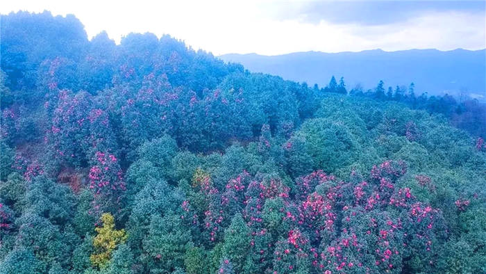 关于打卡4000亩蒙顶山茶核心区保护茶园，赏千亩山茶花园！的新闻(1)