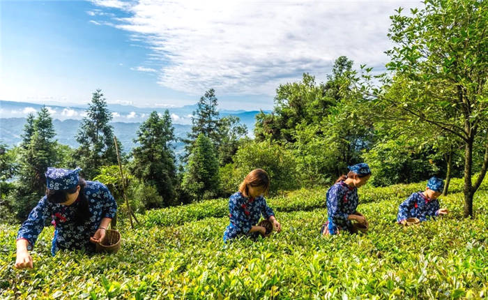 关于打卡4000亩蒙顶山茶核心区保护茶园，赏千亩山茶花园！的新闻(17)