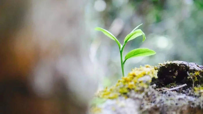 关于2021年长三角春茶茶情通报（第一期）：采摘提前的新闻(1)