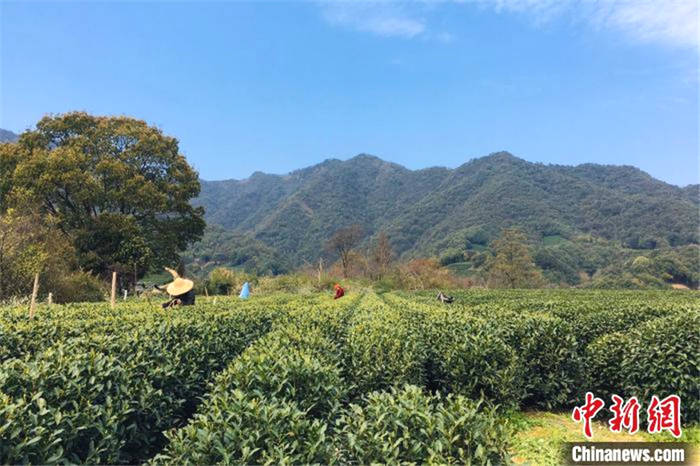 有关于杭州突然降温或影响茶叶产量 茶农需做好防范措施的最新信息