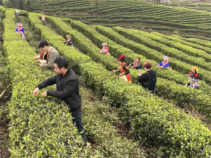 关于“打造西南乃至全国茶叶集散中心”四川川之南茶城首届茶商大会举行的最新信息(3)