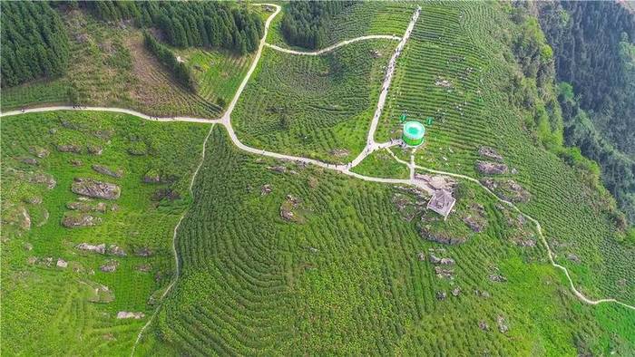 关于沐溪镇采摘生产茶事忙,今年春茶要“管钱”的最新消息