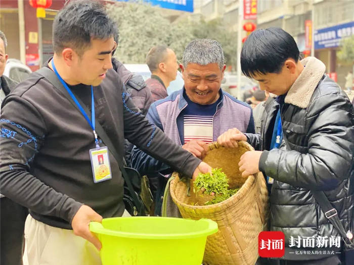 有关于从一芽春茶到20万亩茶园 四川荣县茶产业步入“黄金时代”的信息(5)