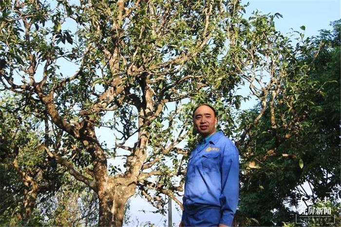 有关于春茶生产在即，云南茶叶评价检测溯源中心助力确保质量的热门新闻