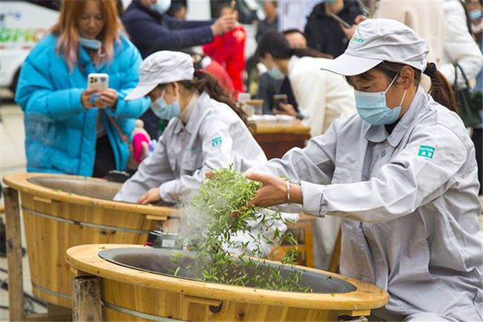 关于湖北秭归：正月春茗香四溢 春茶品鉴邀客来的信息(3)