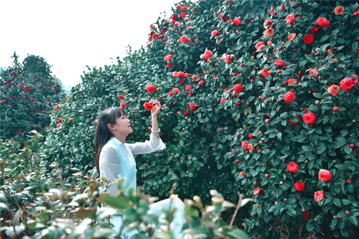 关于打卡4000亩蒙顶山茶核心区保护茶园，赏千亩山茶花园！的新闻(16)