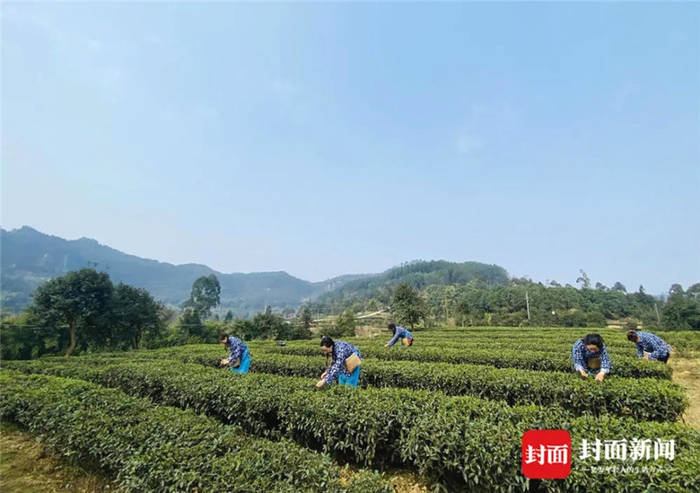 有关于从一芽春茶到20万亩茶园 四川荣县茶产业步入“黄金时代”的信息