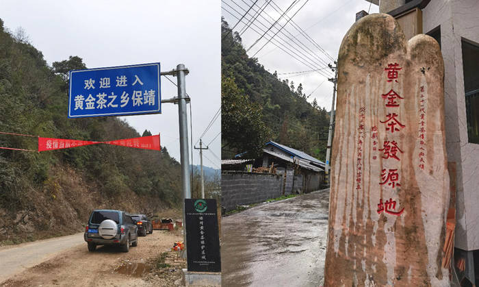 关于黄金茶开采记，二月春风似剪刀，新芽鲜爽舌尖绕的热门新闻