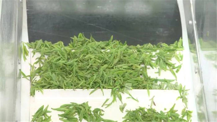 有关于茶乡美如画！安徽庐江10万亩春茶开采！的消息(9)