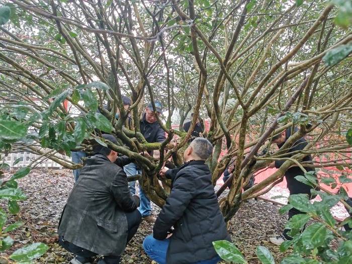关于中国农业科学院茶叶研究所与湖北五峰县签订战略合作协议的信息(1)