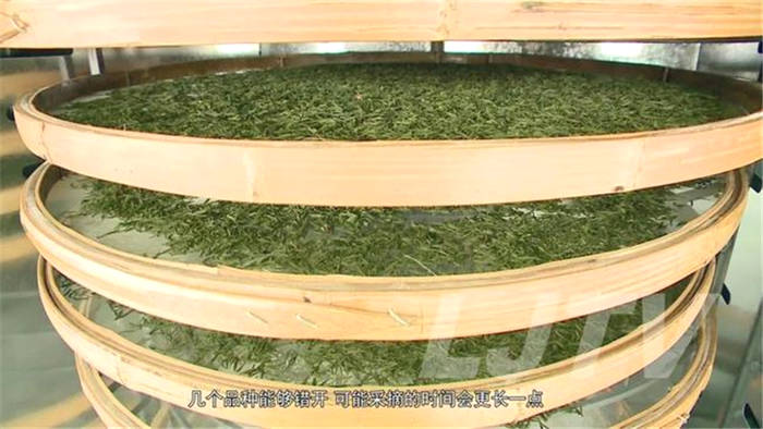 有关于茶乡美如画！安徽庐江10万亩春茶开采！的消息(10)