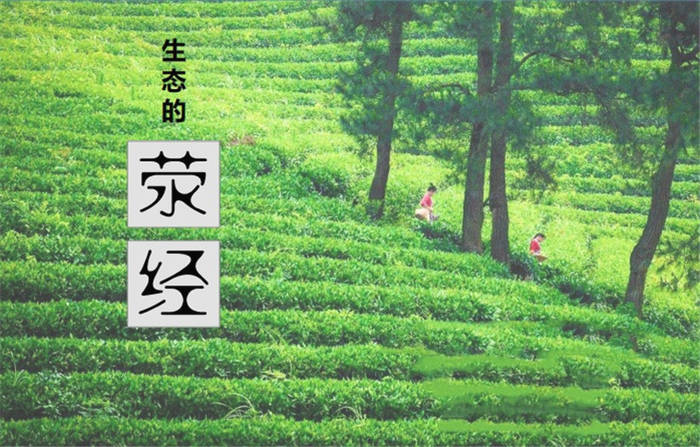 有关于高质量推动四川荥经县现代茶产业园区建设的热门新闻(5)