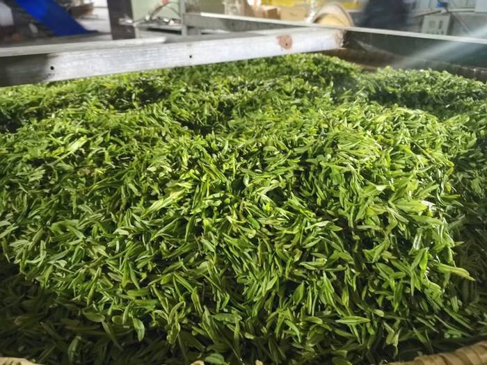 有关于抱云轩之金寨茶区，2021年金寨黄芽已经上市的热门信息(2)