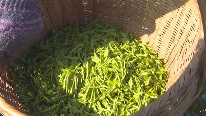 关于春茶采摘正当时,孝昌这位国家级农业专家来支招!的热门消息(3)